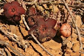 Image result for Tridentea marientalensis