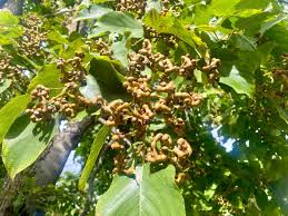 Image result for Hovenia dulcis
