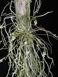 Image result for Microcoelia exilis