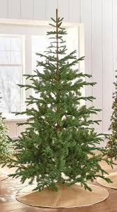 7 5 Norwegian Spruce Martha Stewart 249 9318500610 Http Www Homedepot Com P Mar Live Christmas Trees Holiday Christmas Tree Christmas Sleigh Decorations