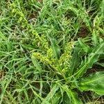 Image result for Chlorophytum gallabatense