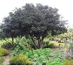Image result for Diospyros mweroensis