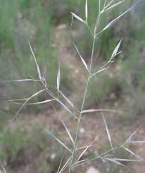 Image result for Aristida stenostachya