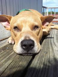 Their dogs might urinate, defecate, bark, howl, chew, dig or try to escape. Separation Anxiety Is So Much More Than A Crate And A Kong Positive Animal Wellness