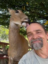 4 White Deer spotted near Wisconsin Rapids, Wisconsin : Tom Sisco