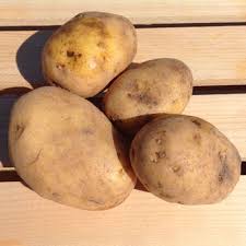 Maybe you would like to learn more about one of these? German Butterball Seed Potatoes Urban Farmer