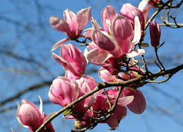 Plant in sun or partial shade in moist, rich acidic soil for best results. Enjoy Flowering Trees In Late Winter And Early Spring
