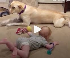Viral Video Dog Teaches Baby How To Crawl Chart Attack