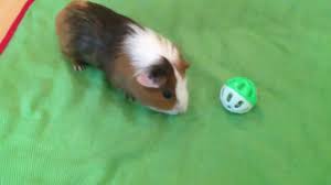 Advertisement pets make wonderful companions. The 5 Worst And 3 Best Pets For Kids That Aren T Cats Or Dogs Babycenter