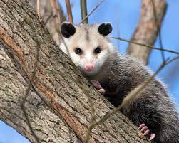 An immediate flea bath is not recommended because it can cause an already compromised opossum to go into shock and die. Opossum Operation Wildlife