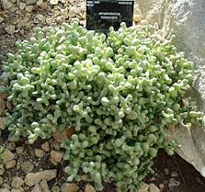 Image result for Aizoaceae