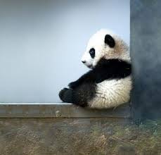 Randy Sutton Randysuttonxcd Cute Animals Images Happy Animals Panda Bear
