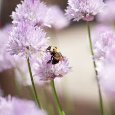 The plants have tiny white to purple flowers that attract honey bees well. 20 Flowering Plants That Attract Bees Pollinator Friendly Plants