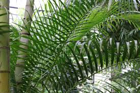 Find the best free stock images about areca palme. Areca Palme Dypsis Lutescens Pflege Tipps Gartendialog De