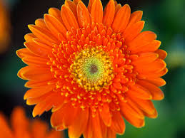 So, they seem like an obvious gift. The Meaning Of Flowers In Our Dreams Floraqueen