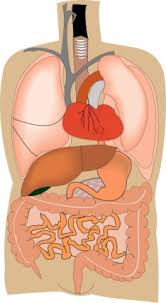 May 31, 2021 · as you can see, this diagram does not include all of the structures of the cardiovascular system. Science Diagram Female Human Cartoon Diagrams Body Medicine Artfavor Medical Organs Internal Location Anatomy Organ Labeled Free Vector