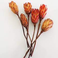 Pack Of 6 Dried Flower Protea Repens In Red Orange Dried Flowers Flower Bouquet Wedding Protea Flower