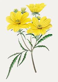 Image result for Oenothera tetraptera