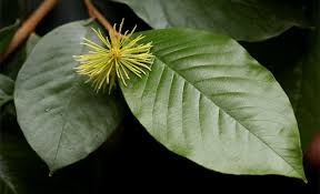 Image result for Trichocladus ellipticus