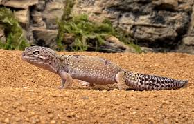 We did not find results for: Leopard Gecko San Diego Zoo Animals Plants