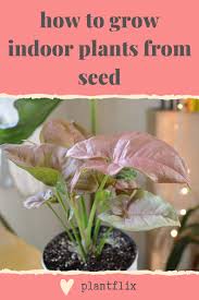 Pin On Grow Houseplants From Seed