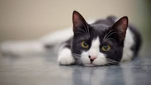 Feline medications in tablet or powder form may give much needed relief from stomach upset. When Things Go Wrong In The Feline Pancreas Dvm 360