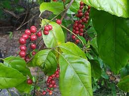 Image result for Allophylus