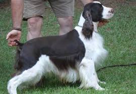 See puppy pictures, health information and reviews. Springer Spaniel For Sale Petfinder