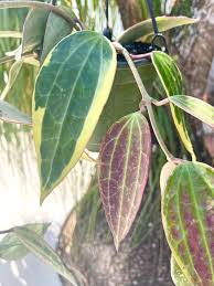 Image result for Carvalhoa macrophylla
