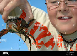 Boy, wearing glasses, holding a crab in Bidemouth north Devon England UK  Europe Stock Photo