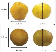 Image result for Antrocaryon