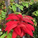 Image result for Combretum engleri