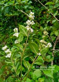 Image result for Cordylostigma virgatum