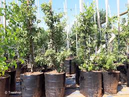 Image result for Searsia pyroides