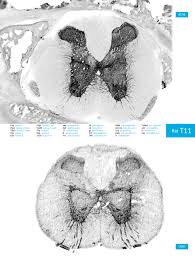 Constituent of atlas g2127 and lubrol px. Atlas Of The Rat Spinal Cord Sciencedirect
