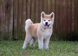 Maybe you would like to learn more about one of these? Puppyfinder Com Akita Puppies Puppies For Sale Near Me In Florida Usa Page 1 Displays 10
