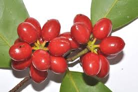 Image result for Huberantha