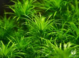 Image result for Syngonanthus angolensis