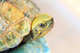 They are associated with freshwater habitat. Japanese Pond Turtle Mauremys Japonica Young In Japan Stock Photo Picture And Royalty Free Image Image 34144281