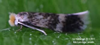 Image result for Stigmella floslactella
