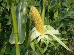 Sweet corn needs warm soil (above 65 degrees). Fertilizer For Sweet Corn How And When To Fertilize