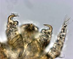 Image result for what do Cheyletiella look like in dog fur