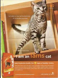 Cat Food Advert Cat Food Cats Tabby