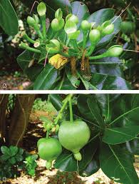 Image result for Barringtonia asiatica