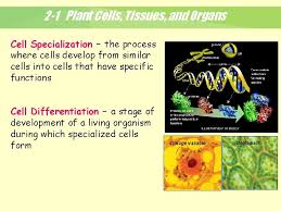 A group of plant cells performing essentially the same function and common to the similar structure is a plant tissue. 2 1 Plant Cells Tissues And Organs Figure