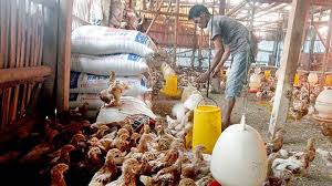 Ayam ras petelur dan ayam arab merupakan ayam hasil pemuliaan yang memiliki produktivitas relatif seragam yang dicirikan dengan penampilan fisik (warna bulu, bentuk jengger, warna jengger. Harga Jagung Meroket Afkir Dini Ayam Petelur Jadi Pilihan Bisnis Tempo Co