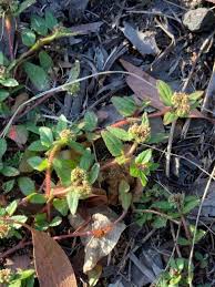 Image result for Euphorbia ophthalmica