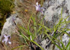 Image result for Xerophyta