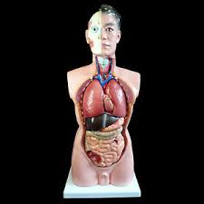This product includes all the anatomy systems of a human male torso: Human 85cm Male Torso Anatomical Model Skeleton Life Size Medical Anatomy Ebay