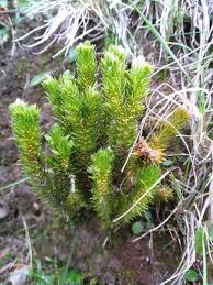 Image result for Huperzia afromontana
